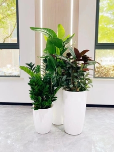 深度解析鄞州花卉租赁设计，打造花卉视觉盛宴