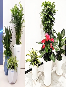 余姚绿化养护，实惠来袭，让绿化成本不再高！